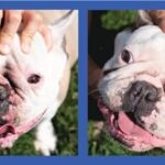 Squishface Wrinkle Paste - 2 Pack - Bulldog, French Bulldog, Pug, English Bulldog – Cleans Wrinkles, Tear Stain, Tail Pockets, and Paws – Anti-Itch Tear Stain Remover & Bulldog Wrinkle Cream, 2 Oz. - Image 6