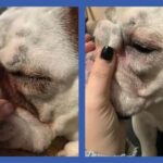 Squishface Wrinkle Paste - 2 Pack - Bulldog, French Bulldog, Pug, English Bulldog – Cleans Wrinkles, Tear Stain, Tail Pockets, and Paws – Anti-Itch Tear Stain Remover & Bulldog Wrinkle Cream, 2 Oz. - Image 8