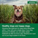 Advantus Dog Advantus Chewable Flea Treatment for Dogs 4 - 22 lbs. | 30 ct. - Image 6