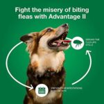 Advantage II Large Dog Vet-Recommended Flea Treatment & Prevention | Dogs 21-55 lbs. | 6-Month Supply - Image 7