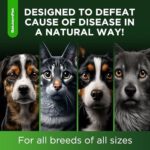 Natural Antibiotics for Dogs to Help with Allergies and UTIs | Kennel Cough Medicine for Dogs | Cat Antibiotics for Infection | Herbal Supplement is Excellent for All Breeds and Ages | 2 oz - Image 7