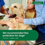 Advantage II Large Dog Vet-Recommended Flea Treatment & Prevention | Dogs 21-55 lbs. | 6-Month Supply - Image 5