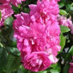 Heirloom Roses Rose Plant - Super Dorothy® Pink Rose Bush, Climbing Rose Live Plant for Planting Outdoors - Image 2