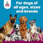 K9 Belly Bliss, All-Natural Gut Health for Dogs, Vet Approved Prebiotic for Dogs for Daily Digestive Support and Dog Constipation Relief, Easy to Use Topper for Dry and Wet Food, 30 Scoops. - Image 6