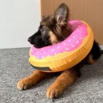 Katoggy Inflatable Dog Cone Collar for Dogs After Surgery, Soft Adjustable Blow up Donut Dog E-Collar for Small Medium Large Dog and Cats - Image 7