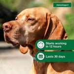 Advantage II Large Dog Vet-Recommended Flea Treatment & Prevention | Dogs 21-55 lbs. | 6-Month Supply - Image 6