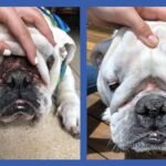Squishface Wrinkle Paste - 2 Pack - Bulldog, French Bulldog, Pug, English Bulldog – Cleans Wrinkles, Tear Stain, Tail Pockets, and Paws – Anti-Itch Tear Stain Remover & Bulldog Wrinkle Cream, 2 Oz. - Image 4