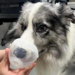 Pet Low Noise Nebulizer for Cats and Dogs (Small - Cat and Puppy) - Image 3