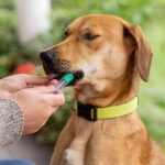 Embark Breed & Health Kit - Dog DNA Test - Discover Breed, Ancestry, Relative Finder, Genetic Health, Traits, Allergy Risk Scores - Image 7