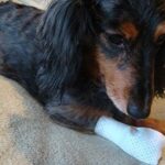 Medimitt Paw Bandages for Dogs, Cats and Pets Medical Booties, First aid for Paws Non Slip, Non Adhesive, Breathable,Disposable, Washable, 12 Pack (Small) - Image 7