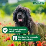 Advantage Dog Flea Treatment Spray | Kills Fleas & Ticks | Dog Flea Spray | 15 oz. - Image 5