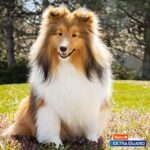 Hartz UltraGuard Pro Topical Flea & Tick Prevention for Dogs and Puppies, 31-60 lbs 6 Monthly Treatments - Image 8