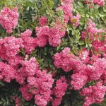 Heirloom Roses Rose Plant - Super Dorothy® Pink Rose Bush, Climbing Rose Live Plant for Planting Outdoors - Image 3